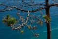 543_Madera_Sao Jorge